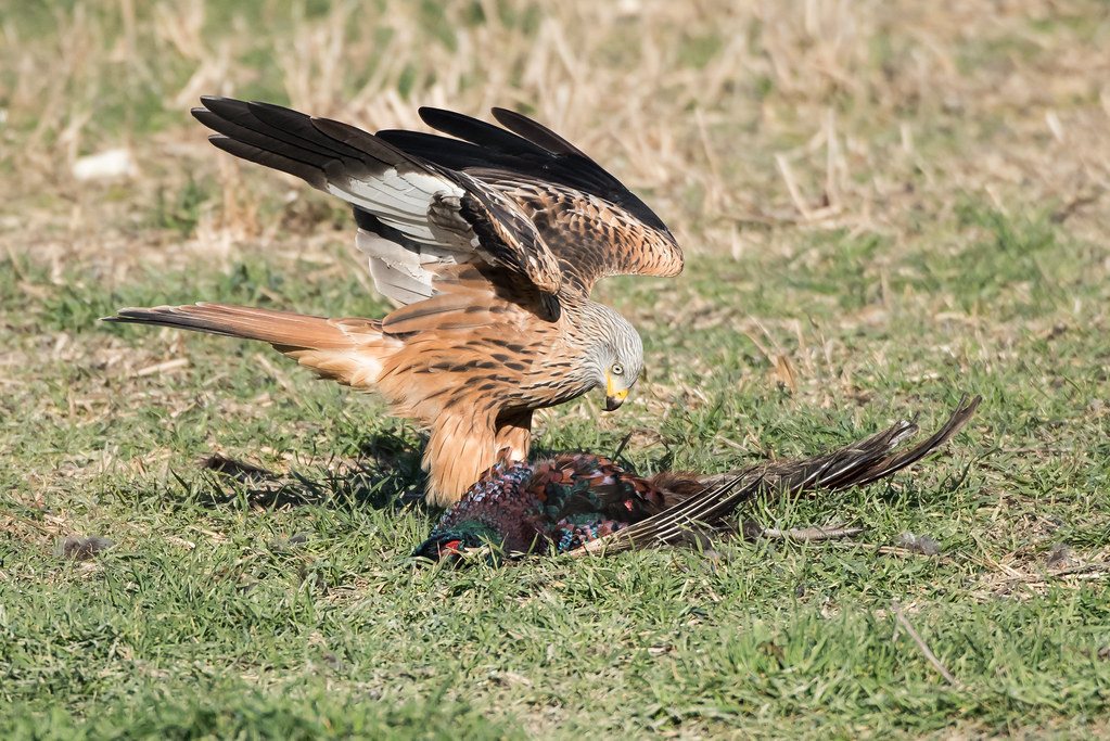 Red Kite feeding Dec 2016 (a) Geoff Snowball Flickr