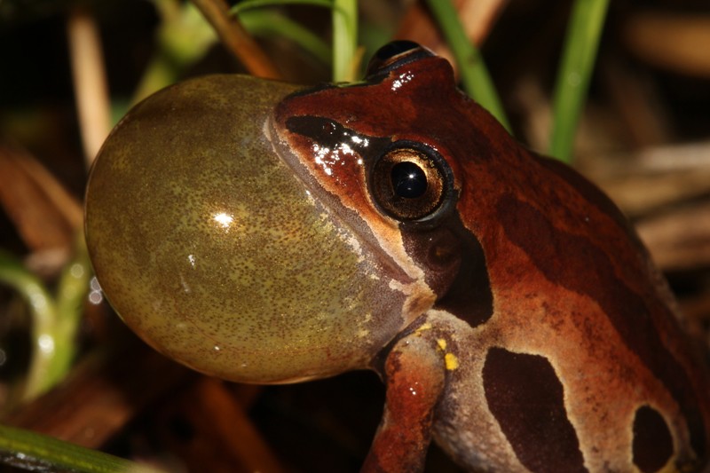 Ornate chorus frog calling Scientific name Pseudacris orn… Flickr