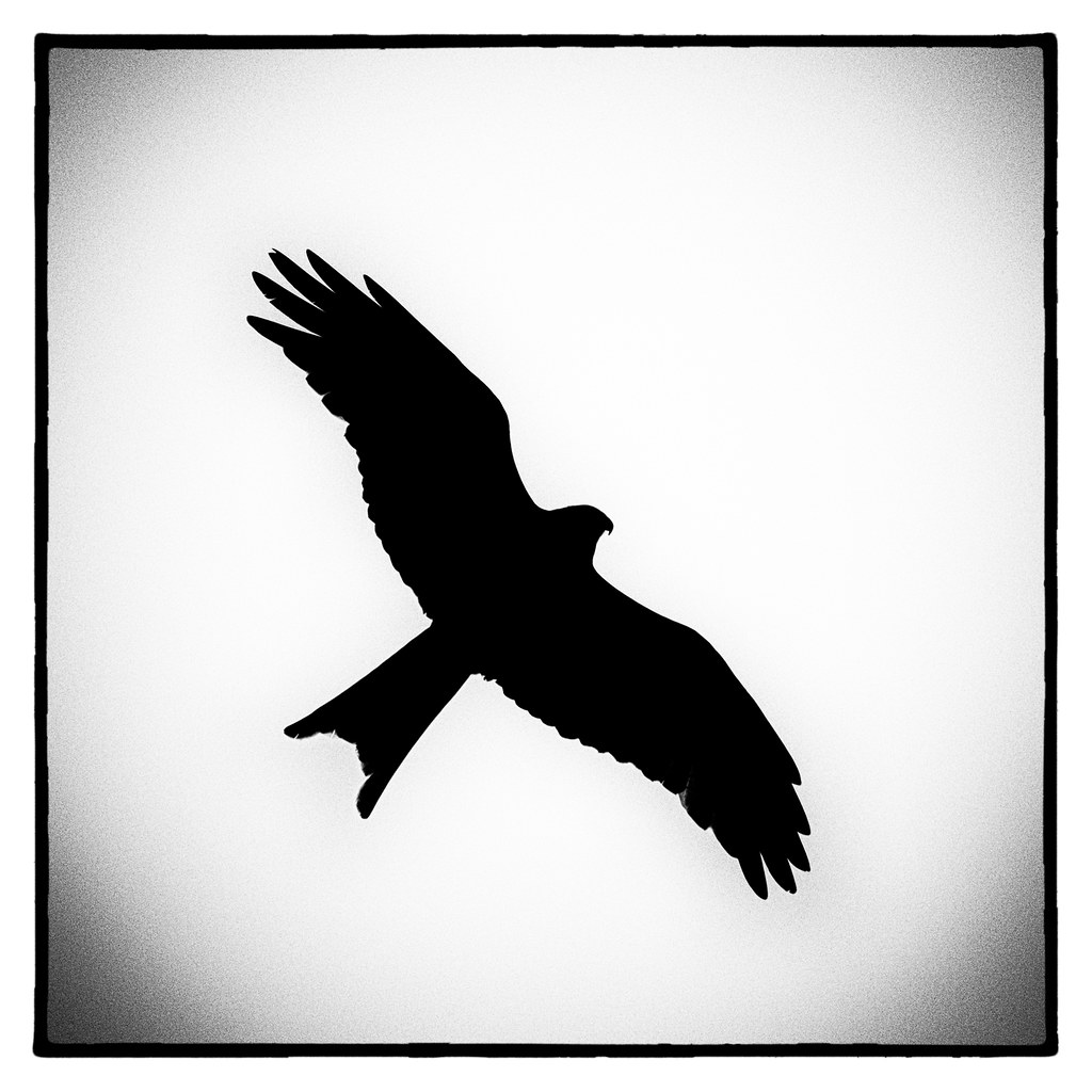 Red Kite Silhouette A stark silhouette of a red kite taken… Flickr