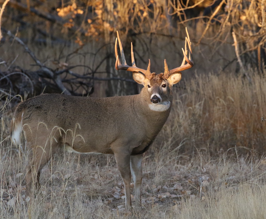 Big Whitetailed Deer Buck At Sunrise Ray F. Flickr