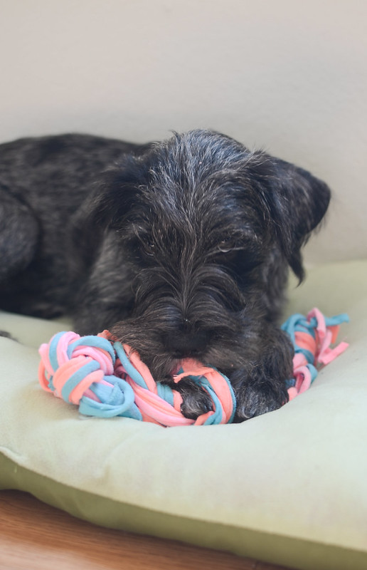 DIY Indestructible Dog Toy Fake Ginger