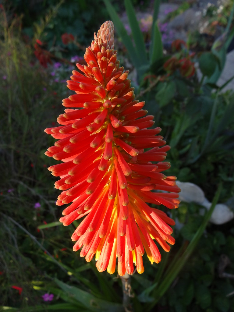 Kniphofia praecox. Red Hot Poker. Variety called Winter Ch… Flickr