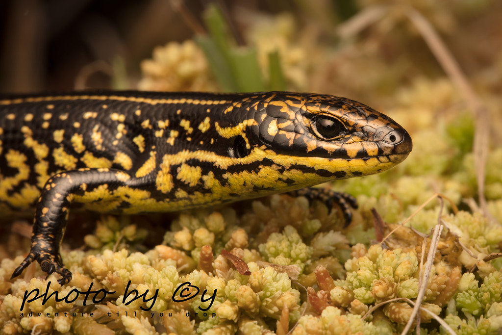 Blue Mountains Water skink (Eulamprus leuraensis) in his s