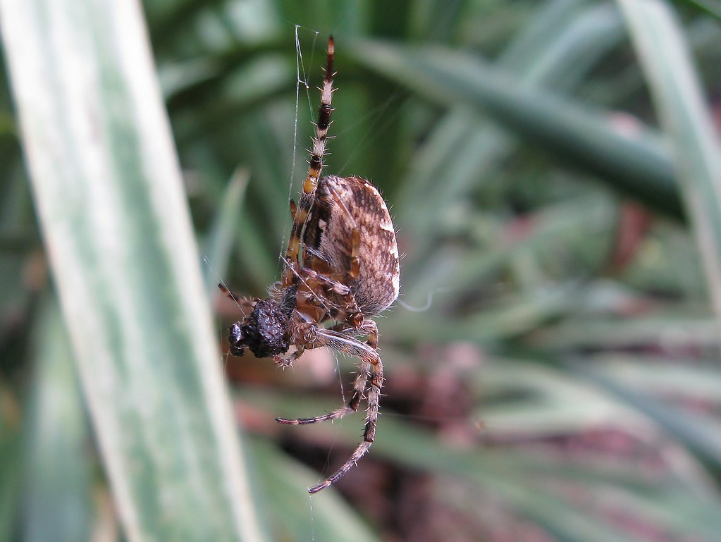 Cross spider with prey Araneus diadematus. Salem, Oregon. … Flickr