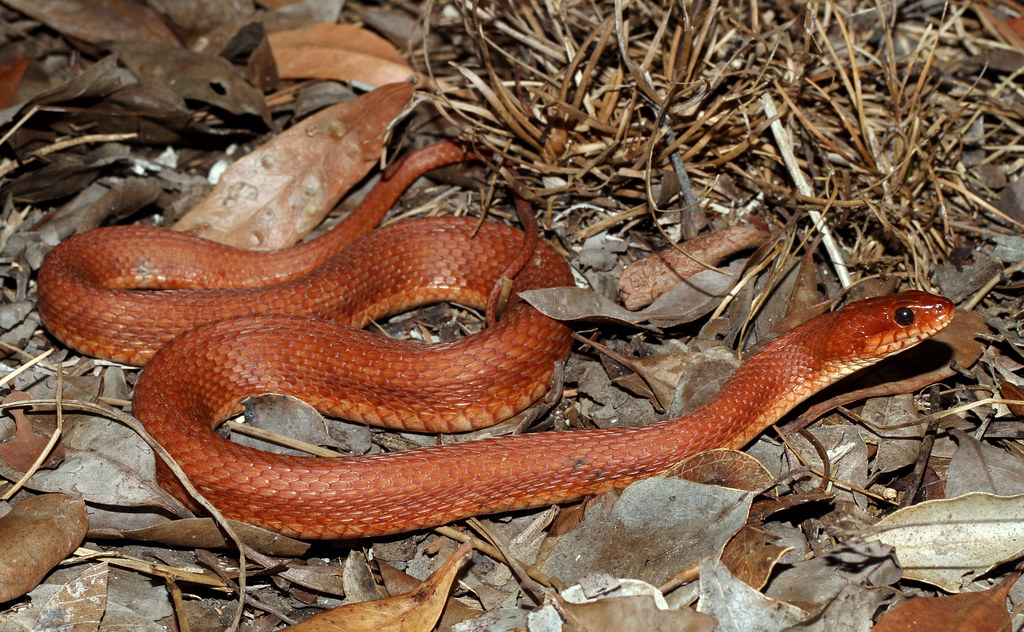 Mangrove Salt Marsh Watersnake (Nerodia clarkii compressic… Flickr