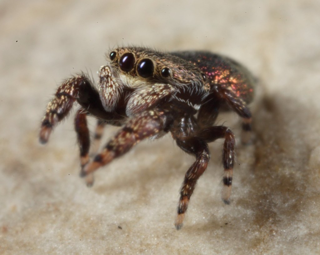 Jumping Spider (Salticidae) Simaethula sp. Chinchilla, Q… Flickr