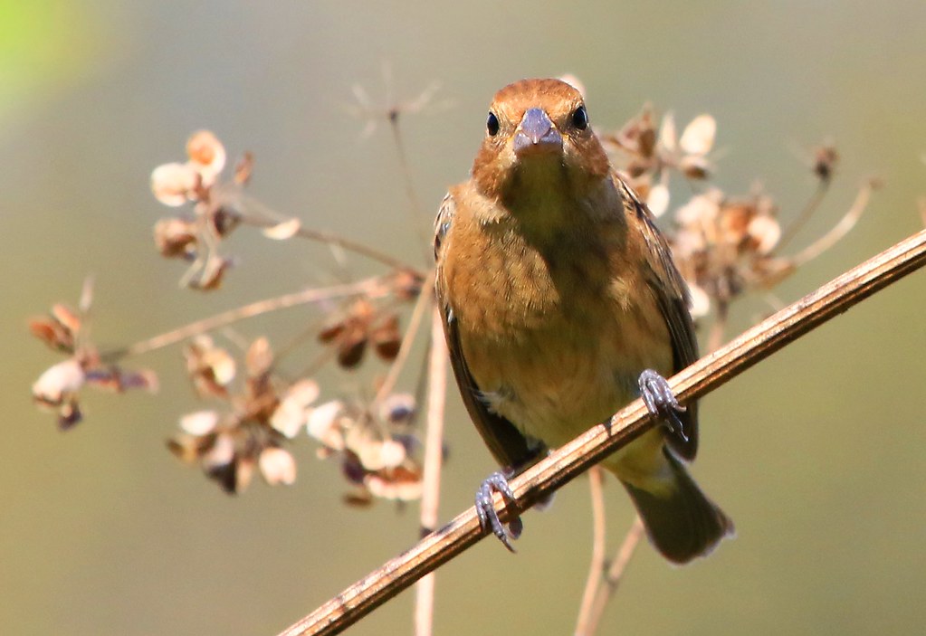 indigo bunting male juvenile at Chattahoochie Park IA 854A… Flickr