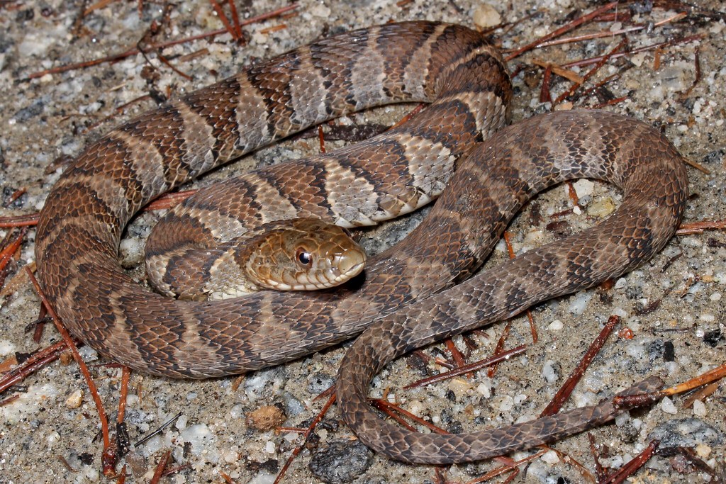 Field Herp Forum • View topic Fall 2015 (mostly and some