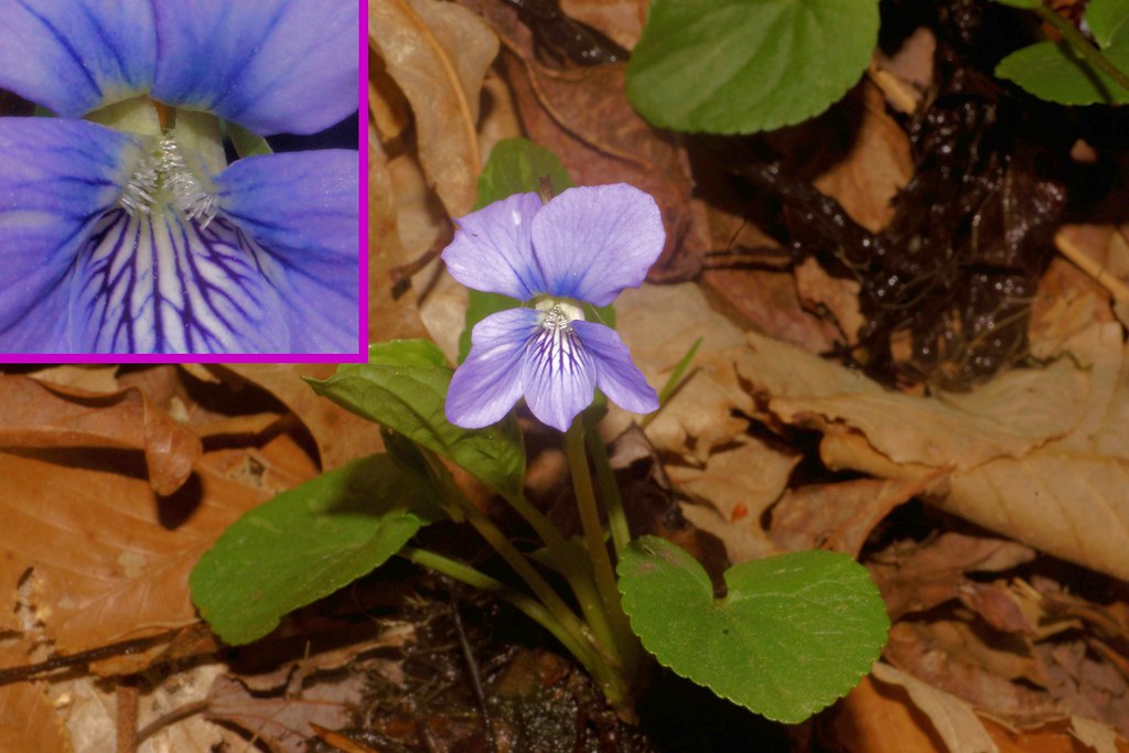 Maryland Biodiversity Project Marsh Blue Violet (Viola cucullata)