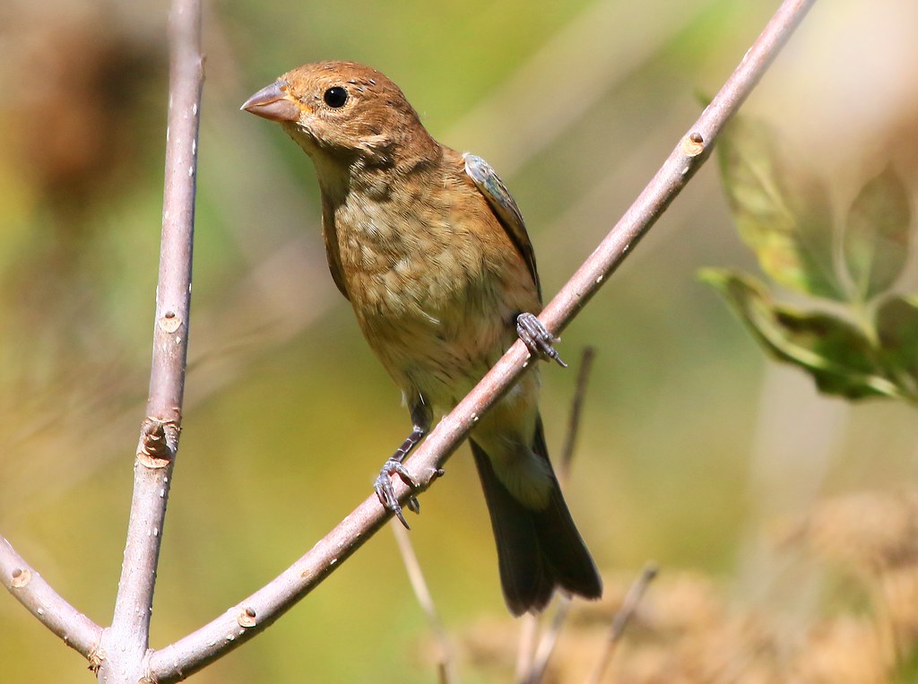 indigo bunting male juvenile at Chattahoochie Park IA 854A… Flickr
