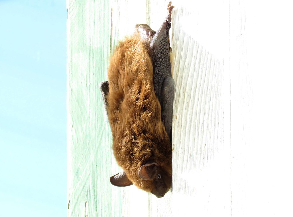 Big Brown Bat If you've seen a bat flying around after sun… Flickr