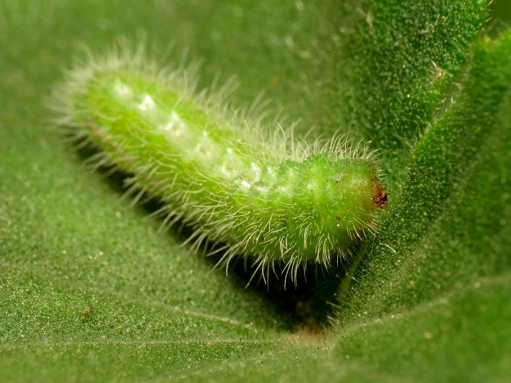 Geranium Bronze Caterpillar Cacyreus marshalli eating my s… Flickr
