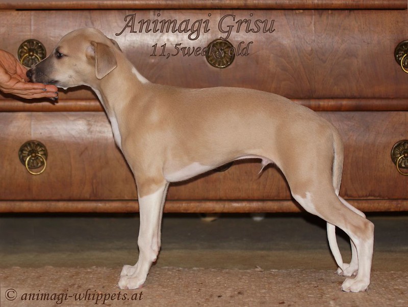 Grisu Animagi Whippets