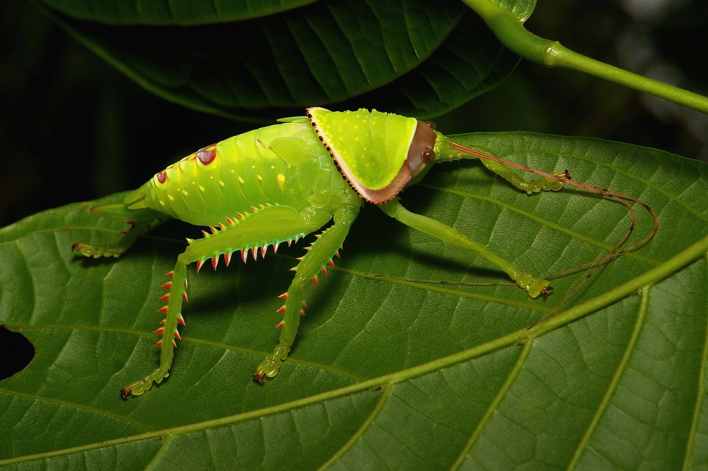 Giant False Leaf Katydid Nymph (Pseudophyllus titan, Pseud… Flickr
