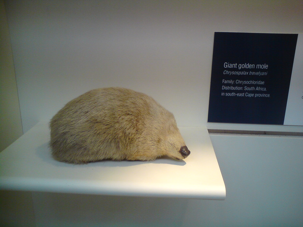 Giant golden mole Seen at the Natural history museum, Lond… Flickr