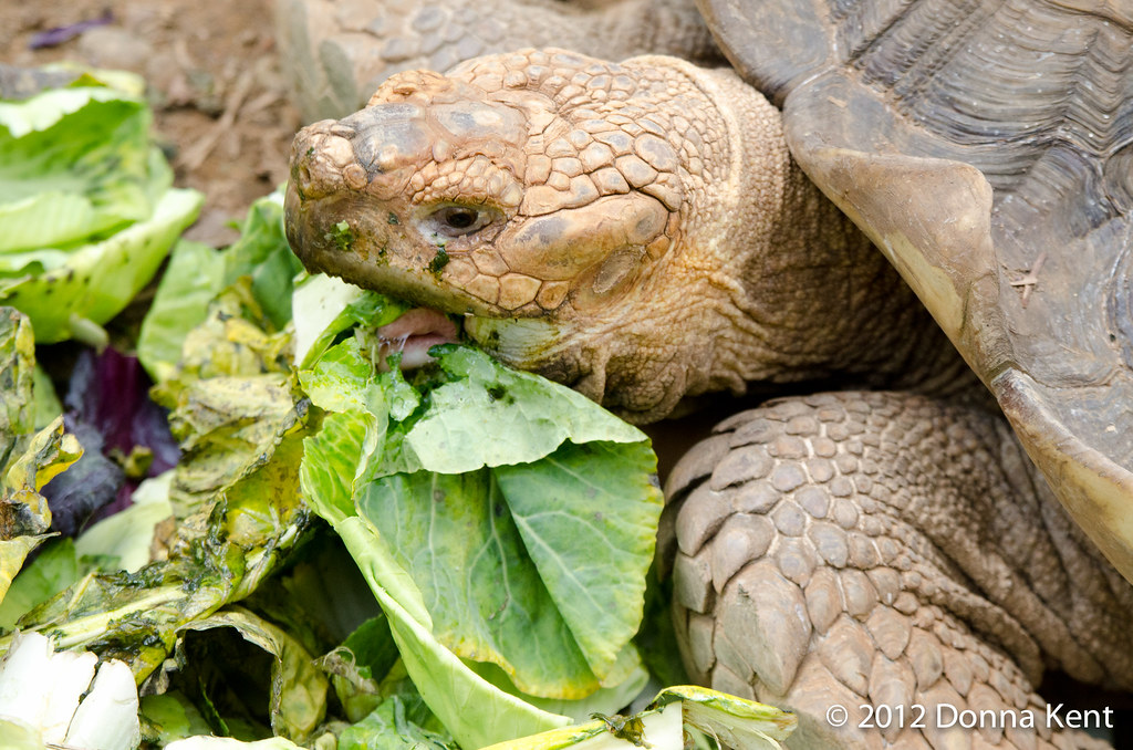 Turtle eating lettuce at the Reptilandia park in Dominical… Flickr