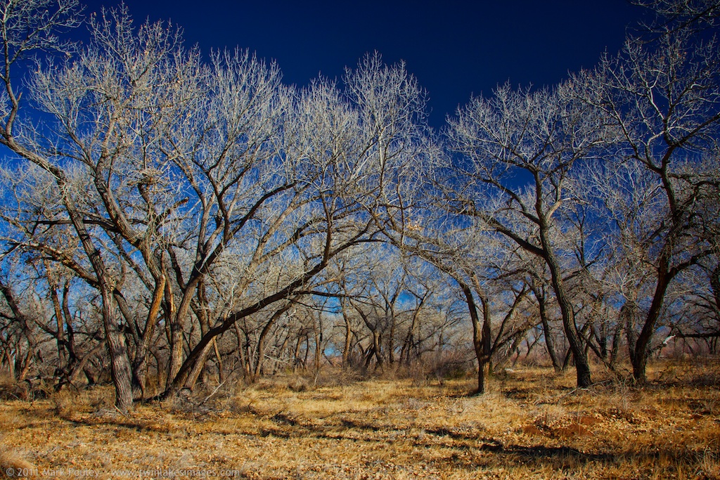 Cottonwood Forest A grove of cottonwood trees growing on t… Flickr