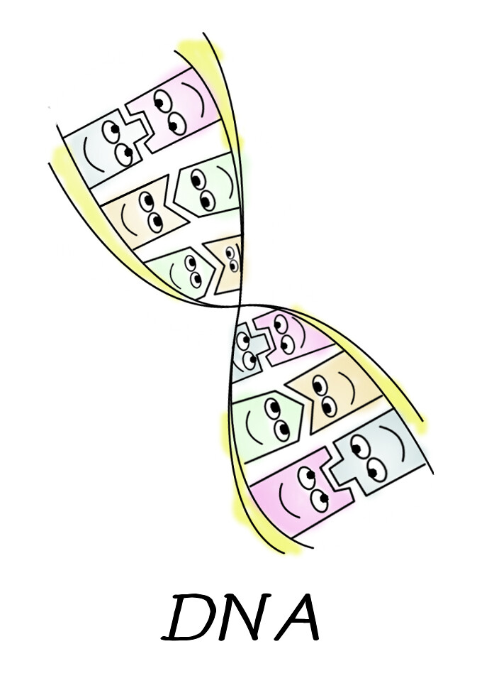 Kawaii DNA DNA memory game card that we designed for kids … Flickr