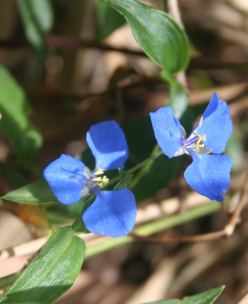 20111101_1777 blue Commelina cyanea flowers Creeping Chr… Flickr
