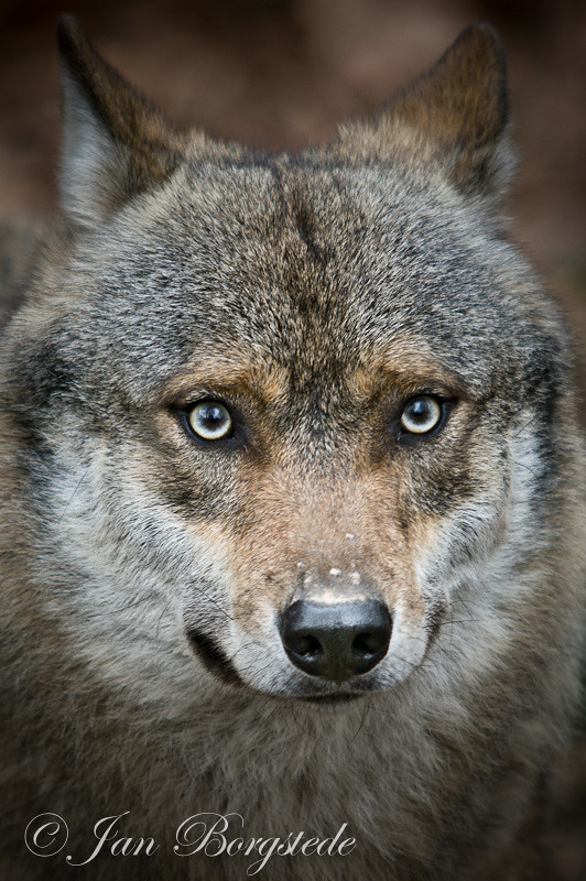 The Alpha Wolf Eurasian Wolf (Canis lupus lupus) Flickr