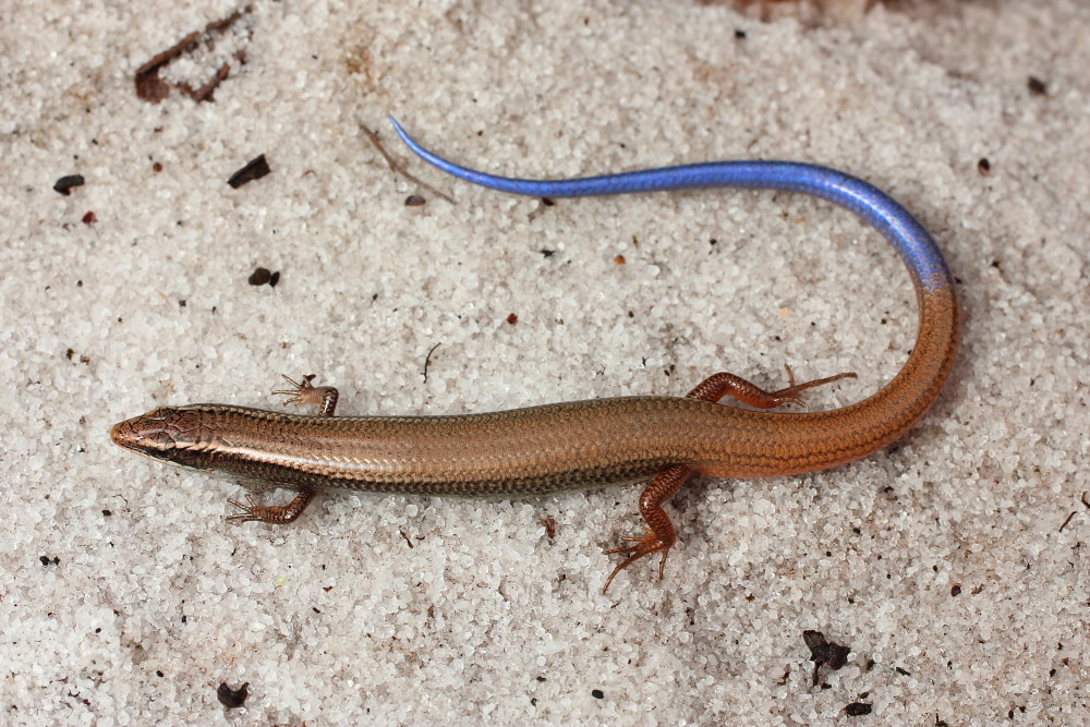 Blue tailed mole skink Plestiodon egregius lividus Flickr