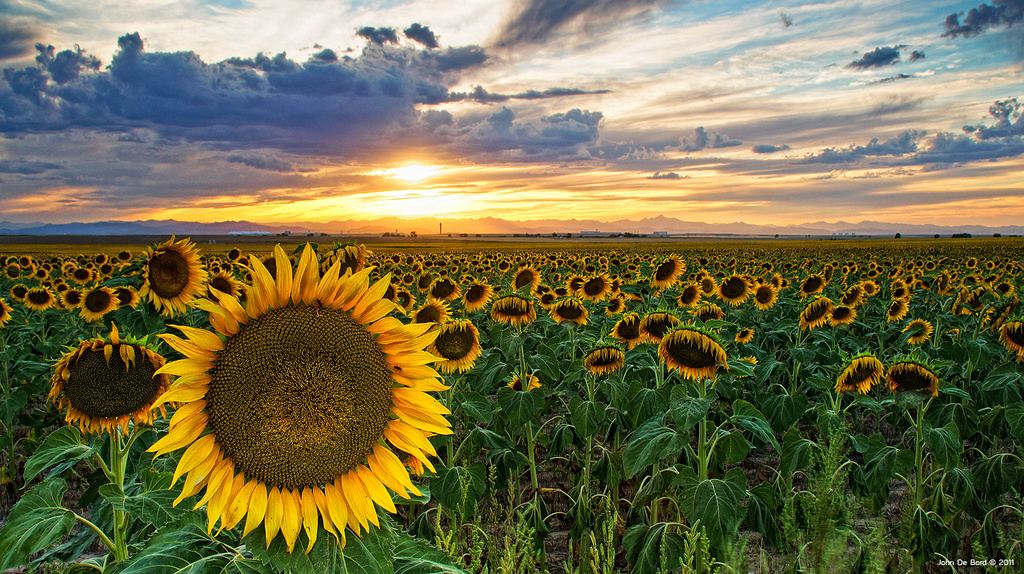 Sunflower Hour online streamen in 4320p herejfil