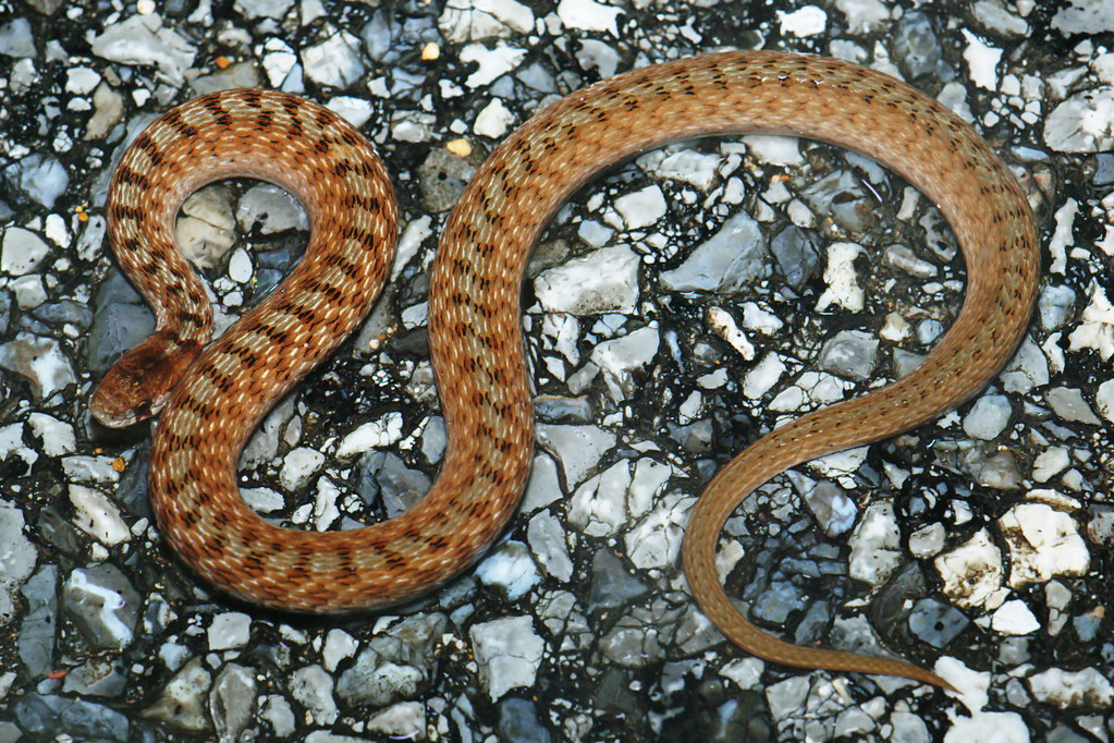 Midland Brown Snake Bella Vista, Benton County, Arkansas, … Kory Roberts Flickr