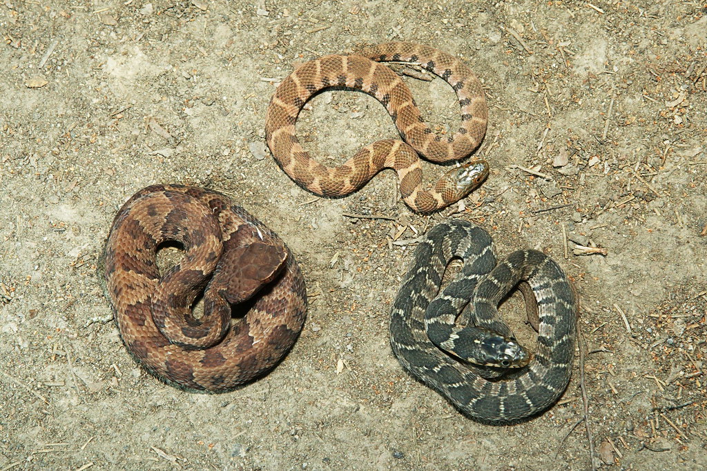 Western Cottonmouth (left), Midland Water Snake (top), and… Flickr