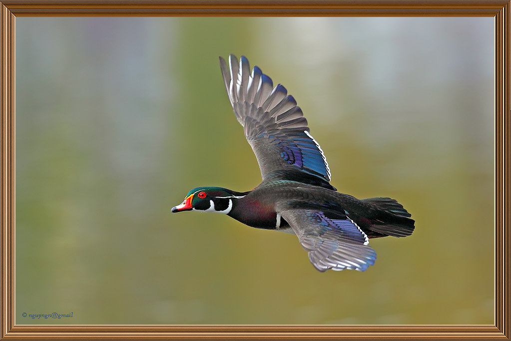 Wood DuckFlying 1Div + 300mm2.8IS nguynguyen Flickr