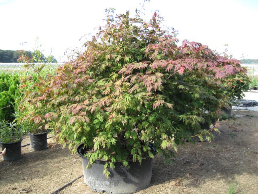 Acer japonicum 'Aconitifolium' Japanese Maple Zone 5 Shade… Flickr