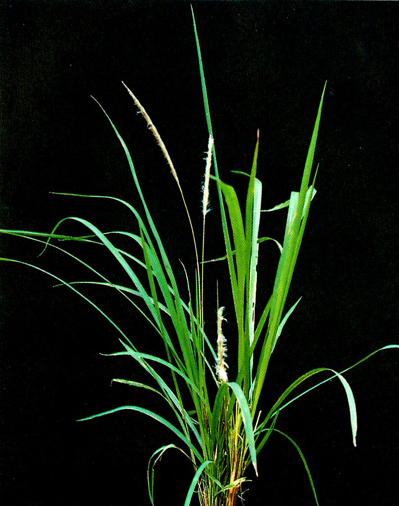 WEED Control in Rice_p35a Upland rice weeds / POACEAE (gra… Flickr