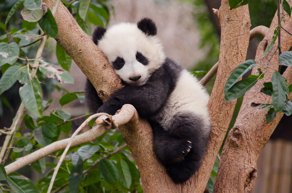 All sizes Baby panda in tree Flickr Photo Sharing!