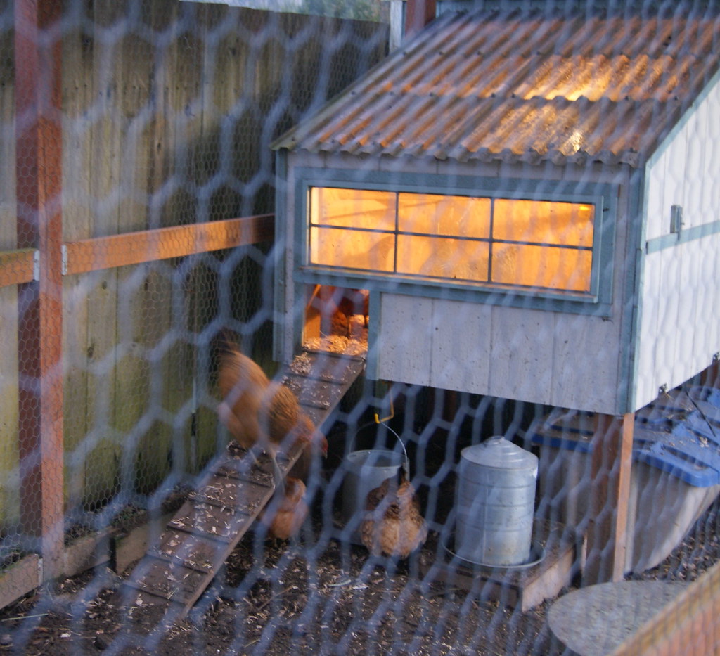 Let there be light! Put a light in the chicken coop today … Flickr