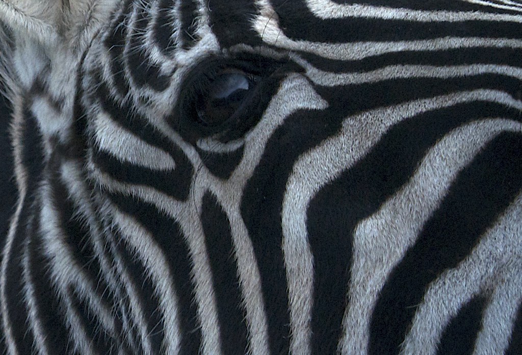 Dazzle Camouflage The Zebra's stripes are thought to confu… Flickr