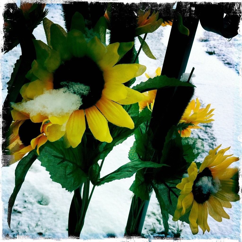 Winter sunflowers Dale C Flickr