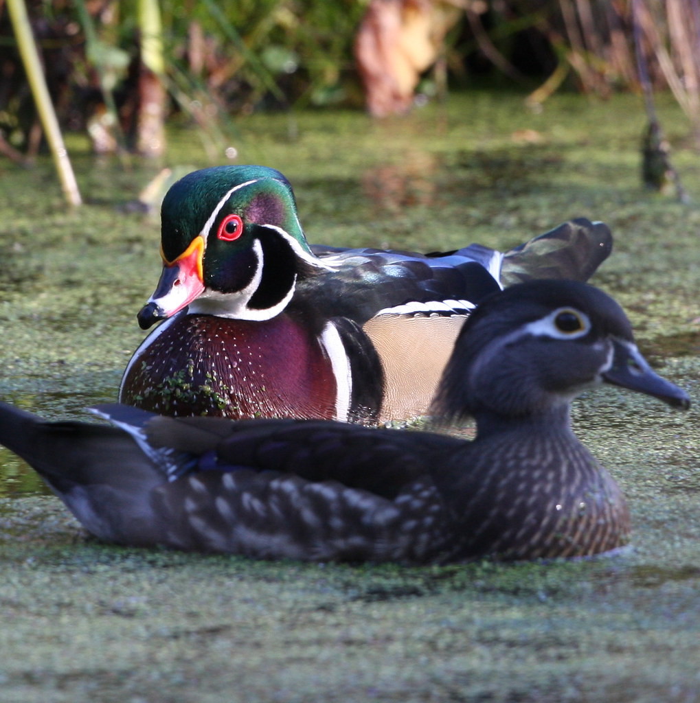 Wood Ducks in the Swamp Males typically follow the females… Flickr