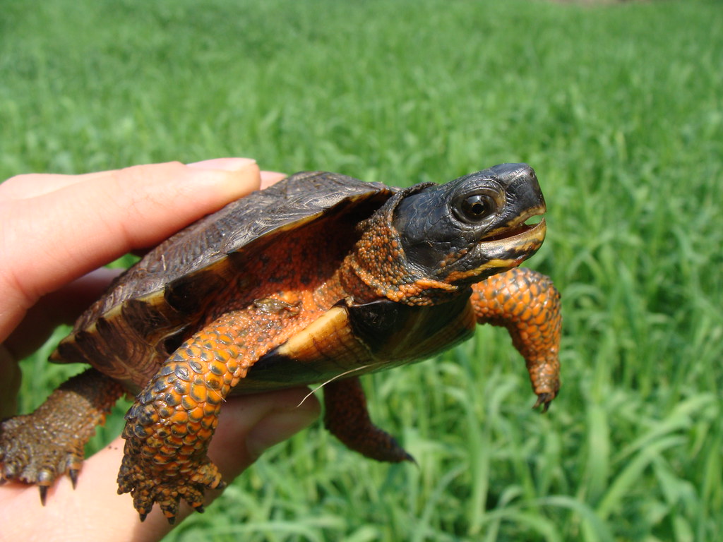 Juvenile Wood Turtle Juvenile Wood turtle at Great Swamp N… Flickr