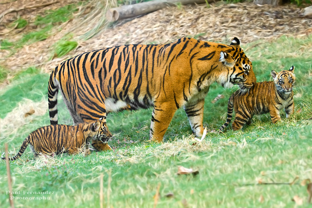 Sumatran Tiger Mom and Two Cubs at Zoo Atlanta, Flickr