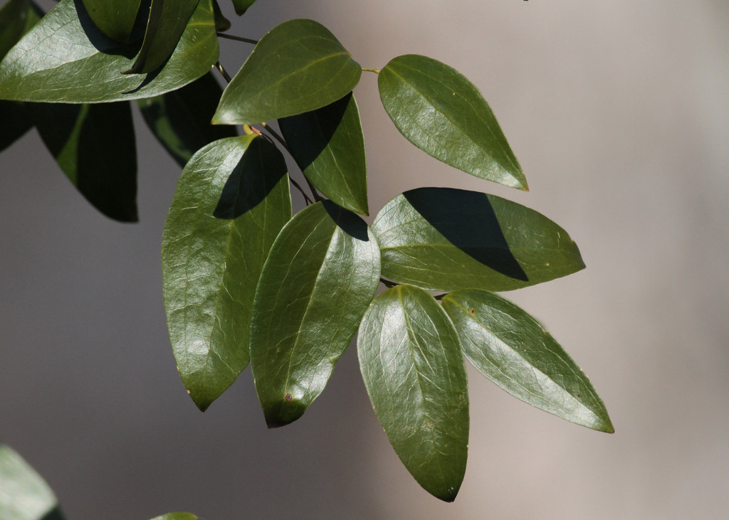 Smilax sp. ID Help Jackson Vine?? Pee Dee NWR This hig… Flickr