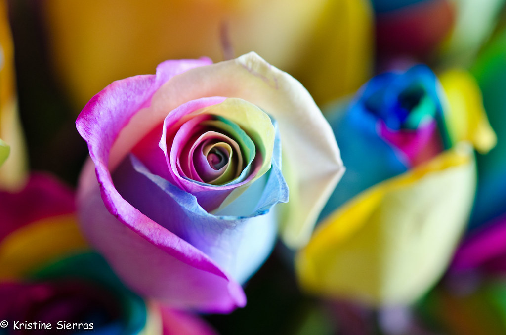 Multi Colored Roses These roses were a gift to me from my … Flickr