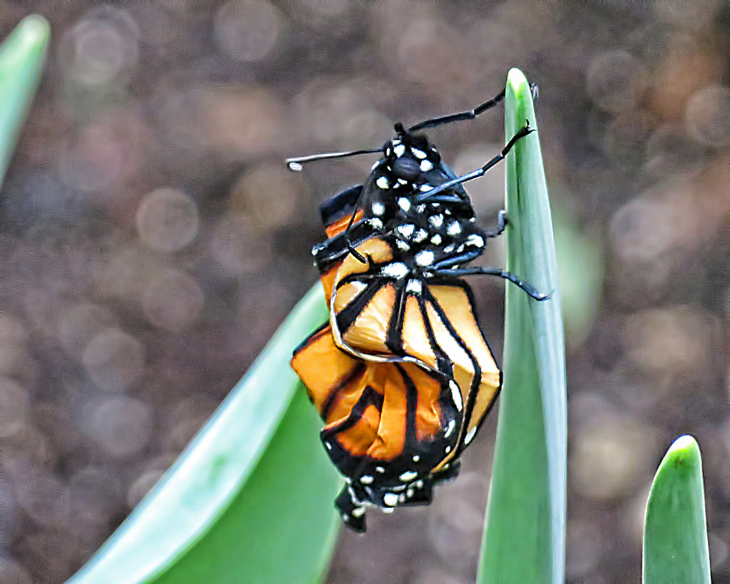 HEY BABY A newly hatched Baby Monarch Butterfly taken at t… Flickr