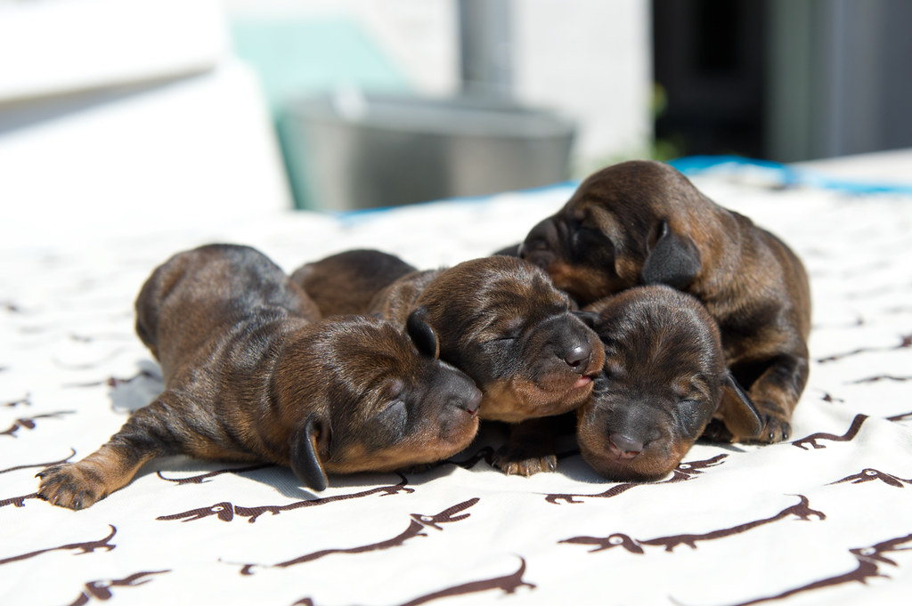 Mini Dachshund Puppies Newborn images