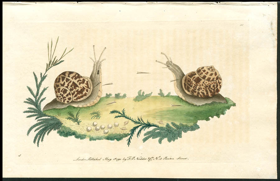 snailspermlovedarts A love… Flickr