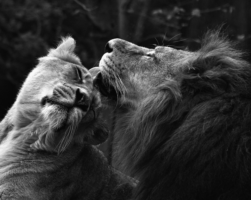 Lion Love, Paignton Zoo The Lions at Paignton Zoo Flickr