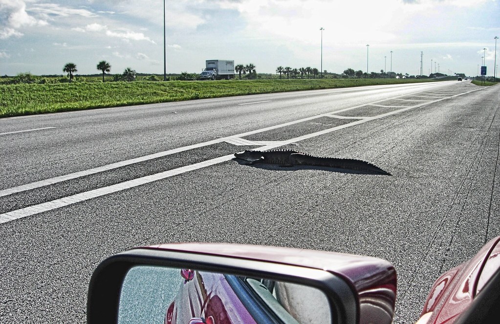 Alligator Alley This is why it is named Alligator Alley. Mark