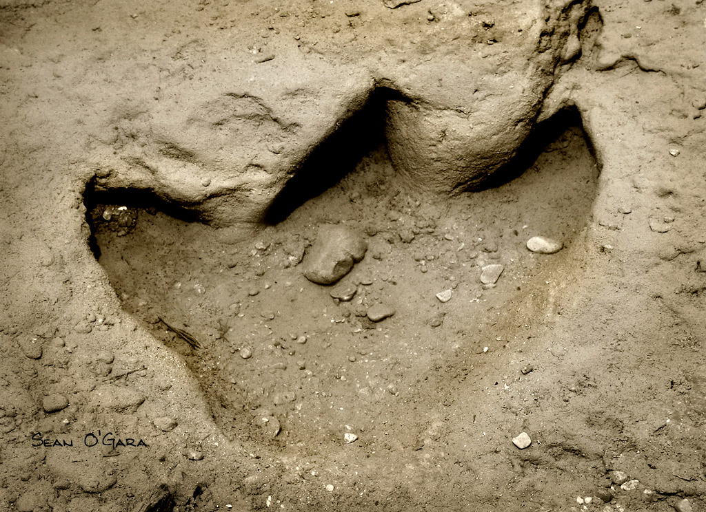 Dinosaur Footprint 2 Texas Dinosaur Valley State Park, … Flickr