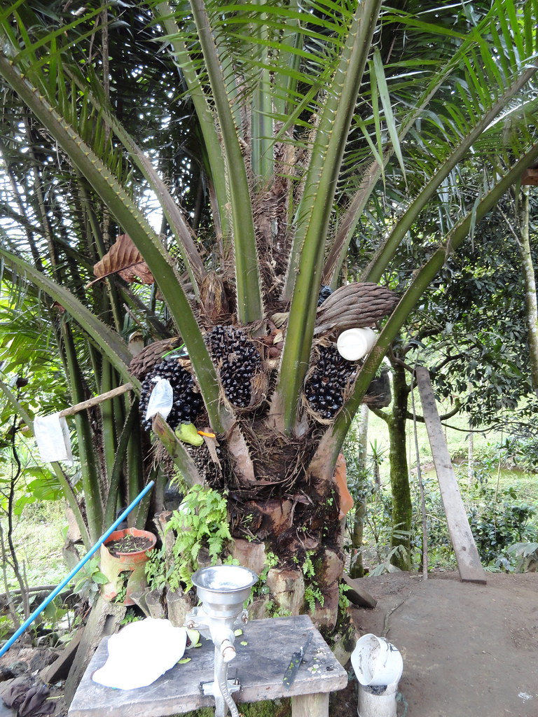 An African palm tree! San José El Bosque, DNC, Honduras Flickr