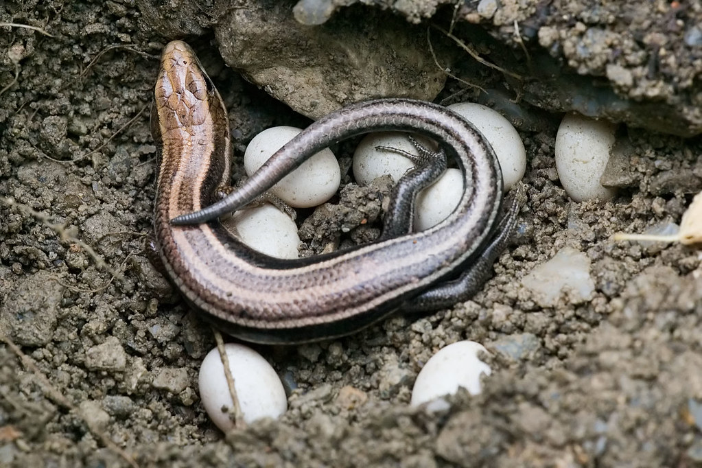 Female Fivelined Skink Brooding Eggs Near Beaver Dam