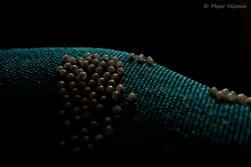 Clothes Moth Eggs Was digging through some old clothes, an… Flickr