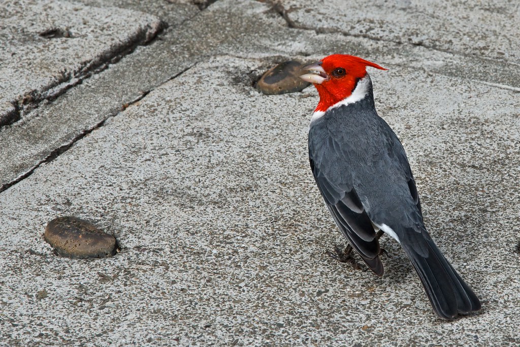 20120108 HAWAII Oahu 18 Honolulu Red Headed Bird at Ka… Flickr